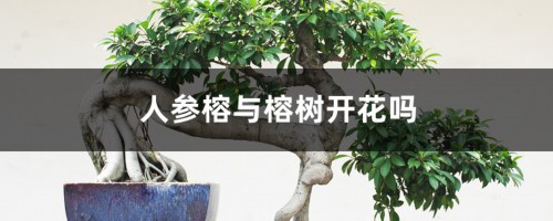 人参榕与榕树开花吗，两者有什么区别？