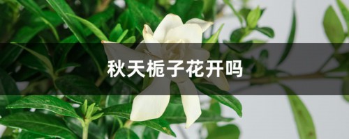 秋天栀子花开吗