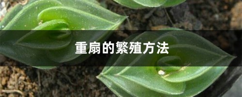 重扇的繁殖方法